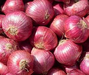  : onions for export -   
