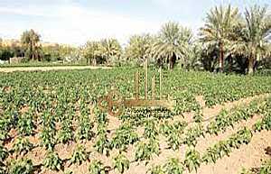 Ad Photo: للبيع نصف مزرعة مميزة في الرحبة - in Abu Dhabi United Arab Emirates